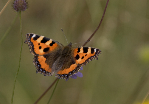 Small Tortoiseshell DM0093